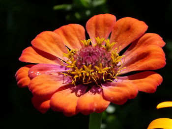 Close-up of orange flower