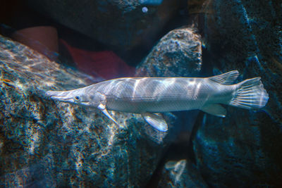 Close-up of fish swimming in sea