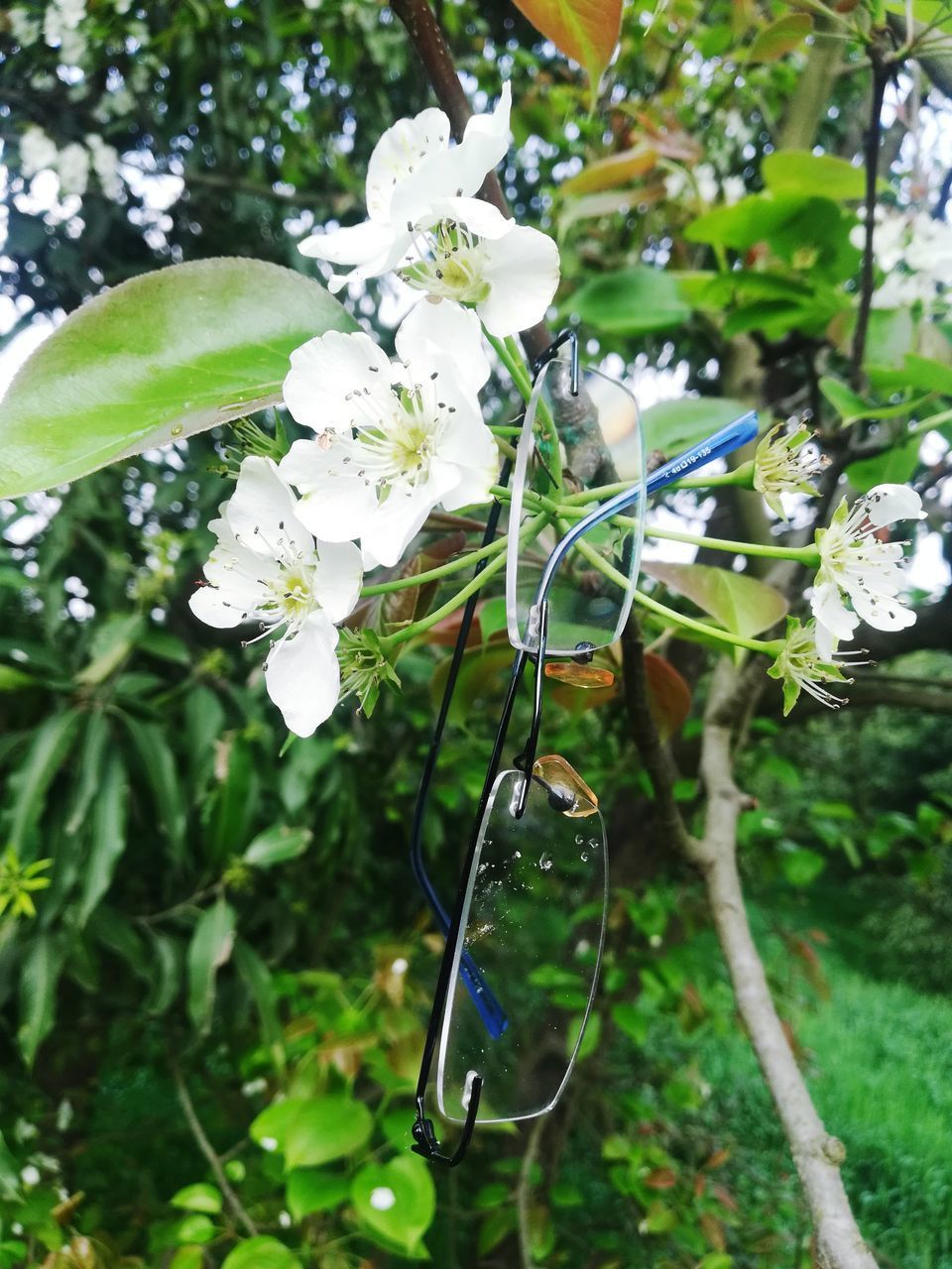 CLOSE-UP OF WHITE FLOWERING PLANT WITH TREE