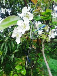 Close-up of white flowering plant