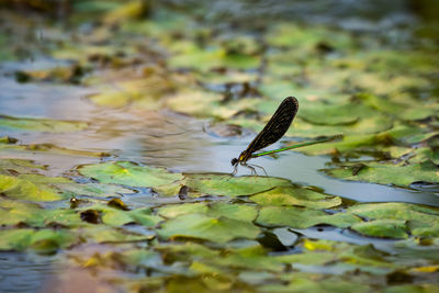 Close-up of butterfly on water in lake