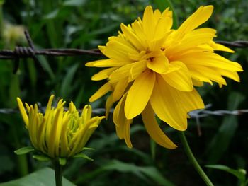 Close-up of yellow flower