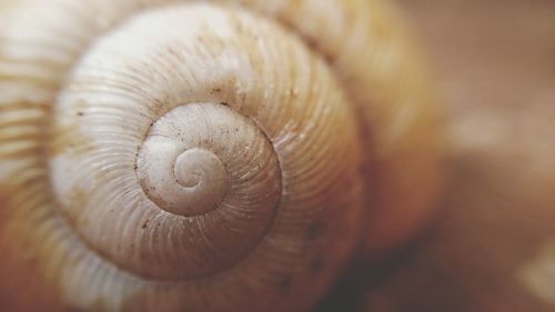 Extreme close up of snail