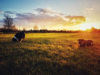 Cows grazing on field against sky during sunset