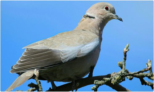 Low angle view of birds perched against clear blue sky