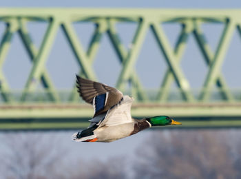 Close-up of bird flying against blurred background