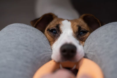 Portrait of dog