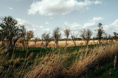 Plants growing on land against sky