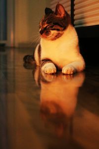 Close-up of cat at home