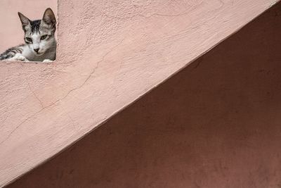 Portrait of a cat on wall