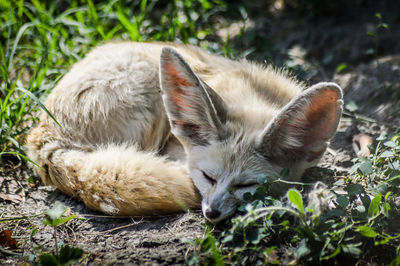 High angle view of a panda resting on field