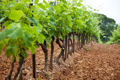 Row of plants at vineyard