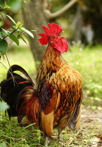 View of rooster on land