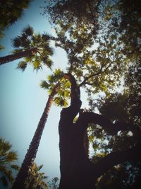 Low angle view of tree against sky