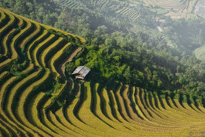 Paddy field landscape