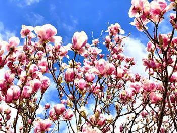 Close-up of pink cherry blossoms in spring