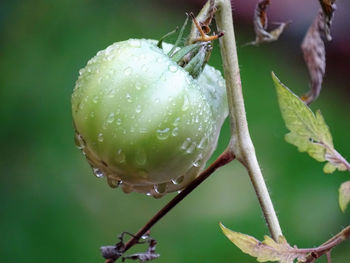 Close-up of wet fruit on tree