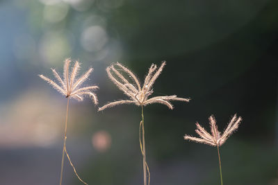 Close-up of plant