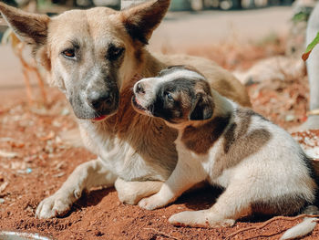 View of two dogs on land