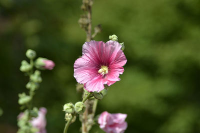 Close-up of pink flower blooming outdoors