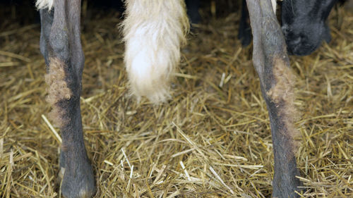 View of a horse on field