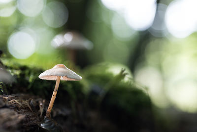Close-up of mushroom growing on land