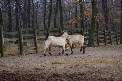 Horses standing on field in forest