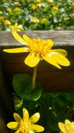 Close-up of yellow daffodil blooming outdoors