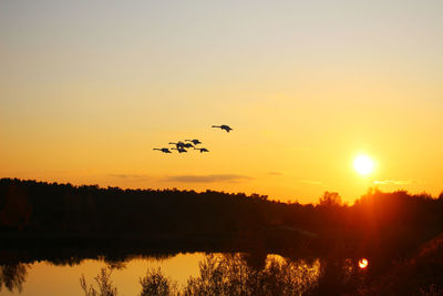 Silhouette birds flying over lake during sunset