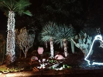 Close-up of illuminated tree by plants at night