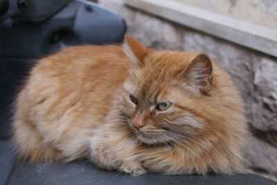 Close-up portrait of ginger cat sitting outdoors