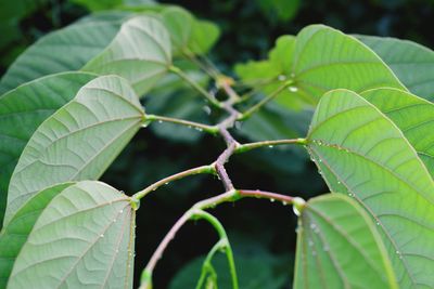 Close-up of green leaves on plant
