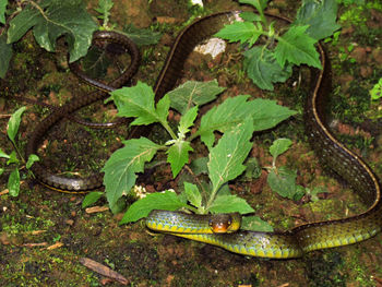 Close-up of green lizard on plant