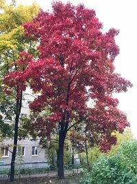 Low angle view of flowering tree in park during autumn