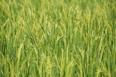 Full frame shot of wheat field