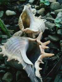 Close-up of fungus growing outdoors