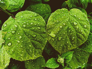 Close-up of wet plant leaves during rainy season