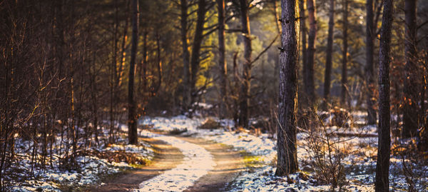 Trees in forest during winter