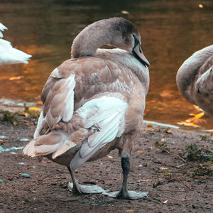 Close-up of swan on land