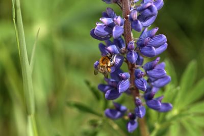 Close-up of bee pollinating on purple flower