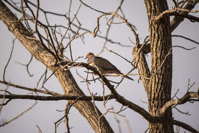 Low angle view of bird perching on bare tree