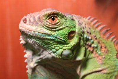 Close-up of a lizard