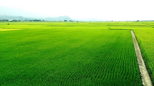 Scenic view of grassy field