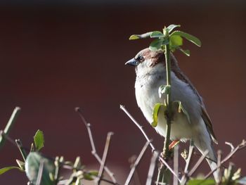 Close-up of bird perching on plant