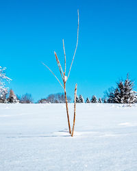 Bare tree on snow covered landscape against blue sky