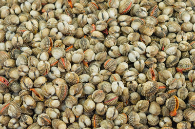 Full frame shot of clams for sale at market