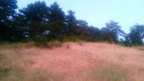 Trees on field in forest