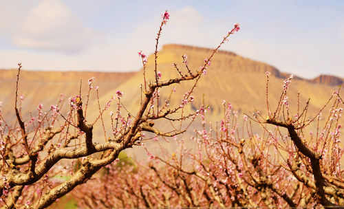 Close-up of pink cherry blossoms against sky