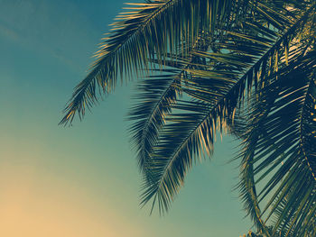 Low angle view of palm tree against sky