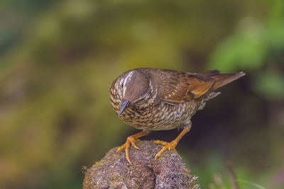 Close-up of a bird